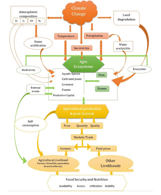 Figure 2: The interrelatedness between climate change, food security and nutrition showing the impact of climate change on food security.