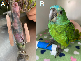 Figure 2: Postoperative image of the tibiotarsus region of a A. aestiva. A. Final appearance following Tie-in implementation in the right tibiotarsus. B. Patient 24 hours post-surgery, showing limb movement and early functional use with mild weight-bearing. (Source: Zafalon-Silva, B.).