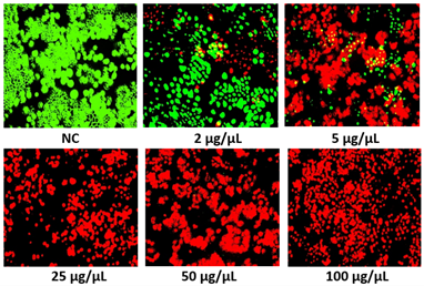 Figure 5: Live/Dead assay representing the viability of H460 cells treated with spirulina polypeptides.