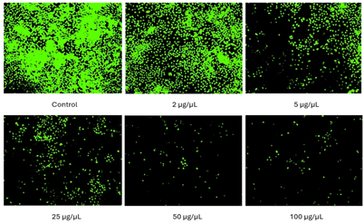 Figure 6: Cell proliferation assay representing the multiplication of healthy H460 cells treated with spirulina polypeptides.