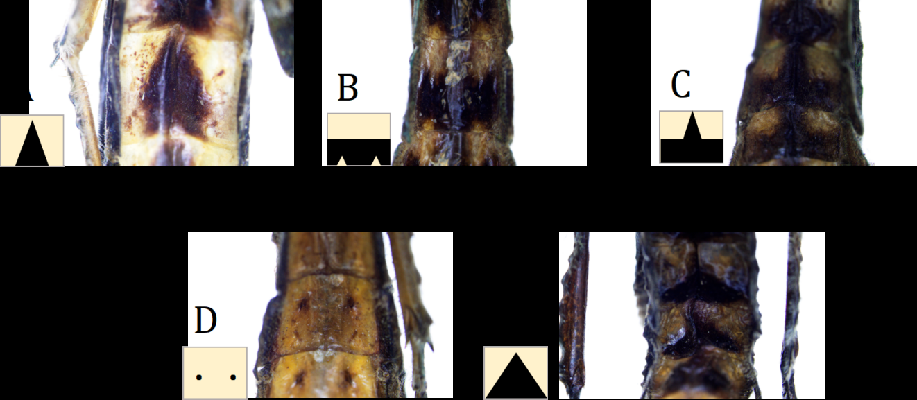 Figure 1: Maculations of the abdominal sternites of P. ariadne (A), P. berosus (B), P. biolleyi (C), P. horstokki (D) and P. ohrtmanni (E).