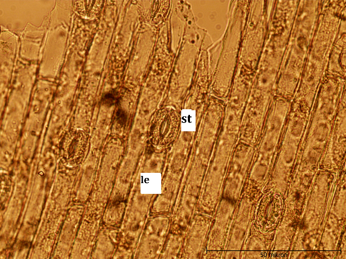 Figure 5: Colchicum kotschyi Leaf cross-section (x40), le: lower epidermis, vb: vascular bundle, sp: sponge parenchyma, ue: upper epidermis, cu: cuticula, tr: trichom.