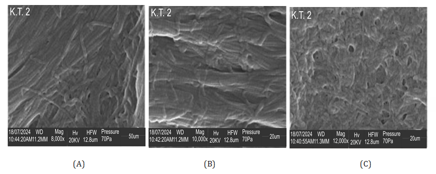 Figure 6: SEM of chitosan-eggshell activated carbon at (A) 8,000 magnification, (B) 10,000 magnification, and (C) 12,000 magnification.