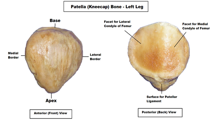 Figure 1: Patella (kneecap) bone of left leg both Anterior(front) and Posterior(back).