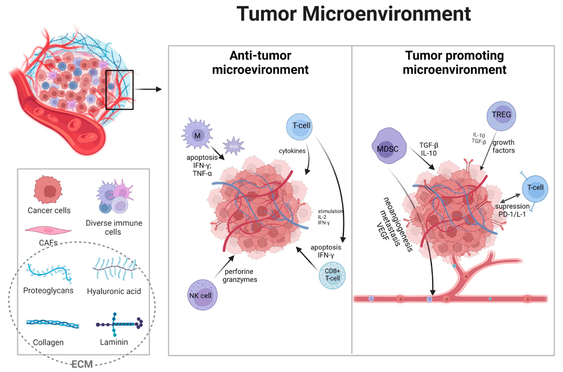 Figure 1: Tumour microenvironment showing immune cells trying to block and promote tumour growth (Figure collected from internet): Tumour microenvironment contains various types of cells including immune cells. T-cell, NK cell, CD8+ T-cell, M1 macrophages present in tumour try to block the tumour growth by generating anti-tumour immune responses. Other side, Treg cell, MDSC promotes tumour growth by creating immunosuppressive environment.