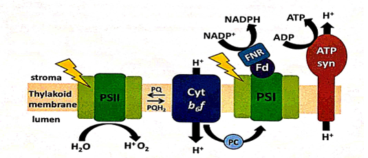 Figure 2: Light Reaction In Plants.