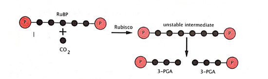 Figure 4: 1st Step of Carbon Fixation in Plants (carbon atoms are denoted by the black circles).