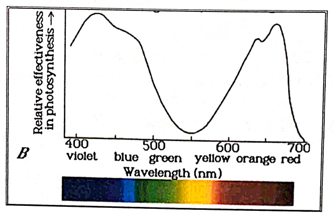 Figure 6: Graph showing the plot of Wavelength (in nm) vs Relative Effectiveness in Photosynthesis **Observation:** The green light photosynthesized the least, followed by the yellow light and then the red light.
