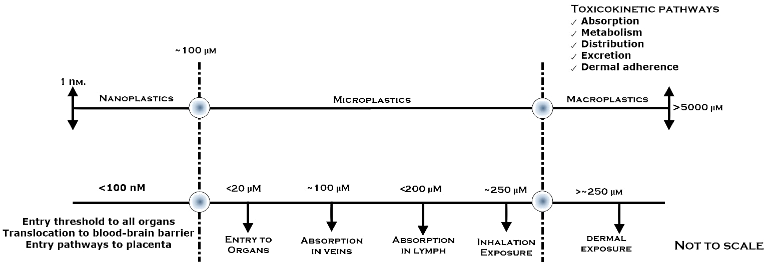 Figure 2: Size Dependence, Exposure Routes, and Toxicokinetic Pathways of MNPs [1].