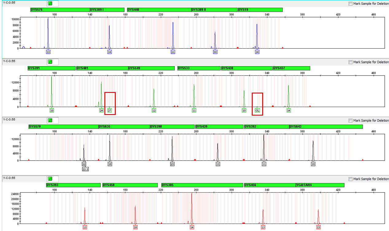 Figure 3: The Powerplex® Y23 Electropherogram Showing Artifacts from the Control DNA 2800M Sample Obtained at Concentration of at 0.55 ng.