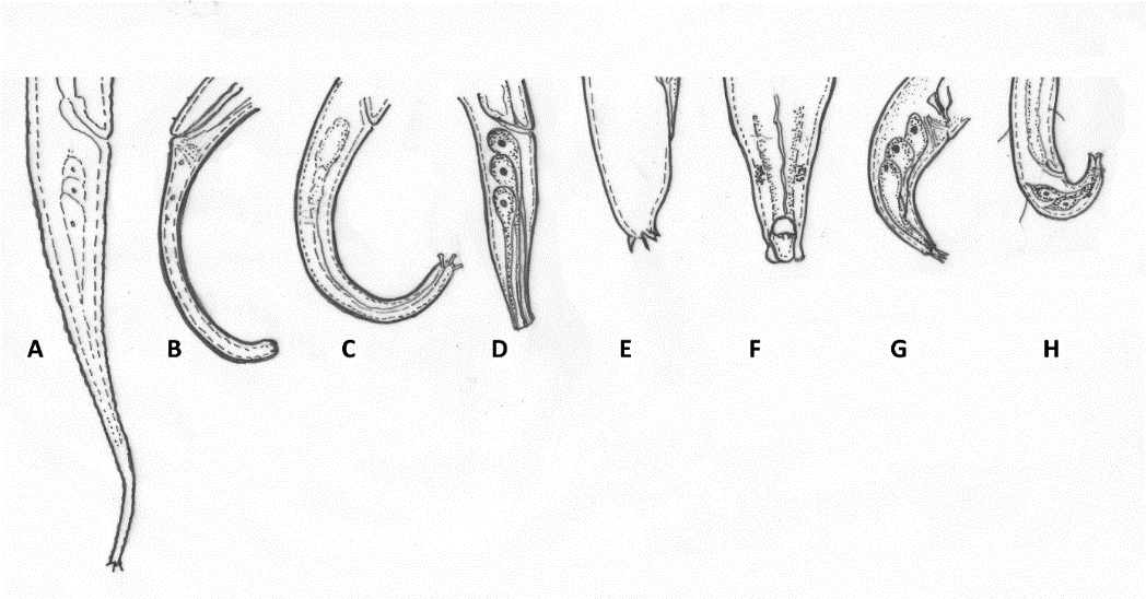 Figure 10: Structure of tail terminus in different nematode taxa. A) Lenonchium fimbricaudatum [104]; B) Trefusialaimus monorchis [109]; C) Deontolaimus papillatus; D) Pseudodilaimus pilosus [83]; E) Histiostrongylus spineus [233]; F) Synodontium fecundum [90]; G) Caribplectus magdalenae [201]; H) Triepsilonema tripapillata [133].