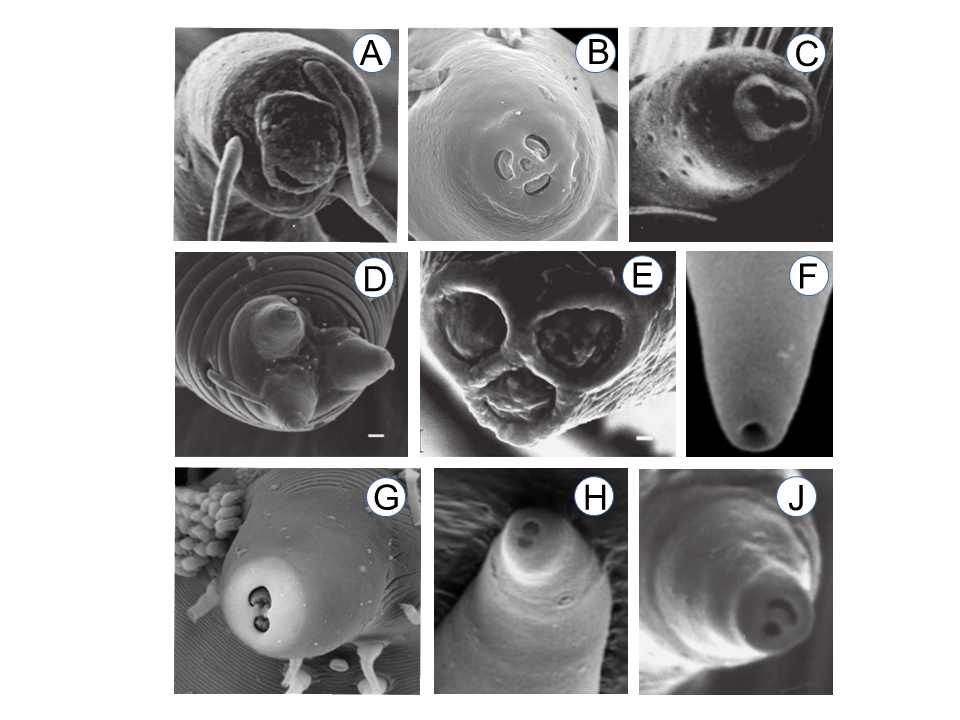 Figure 3: Apical view of tail tip. The dorsal side to the top. A) _Dorylaimopsis variabilis_ with 3 openings, 1 dorsal [133]; B) _Leptonemella brevipharynx_ with 3 openings, 2 dorsal, and a small central pore [12]; C) _Pternepsilonema servaesae_ [133]; D) _Triepsilonema tripapillata_ [133]; E) _Epsilonema pustulatum_ [155]; F) _Zalonema ditlevseni_ with a single pore [232]; G-J) Two openings. G) _Laxus sakihariiae_, the dorsal opening larger [51]; H) _Eubostrichus hopperi_ [12]; J) _Bathyepsilonema lopheliae_ male with a medioventral pore and a curved slit-like dorsal opening [133].