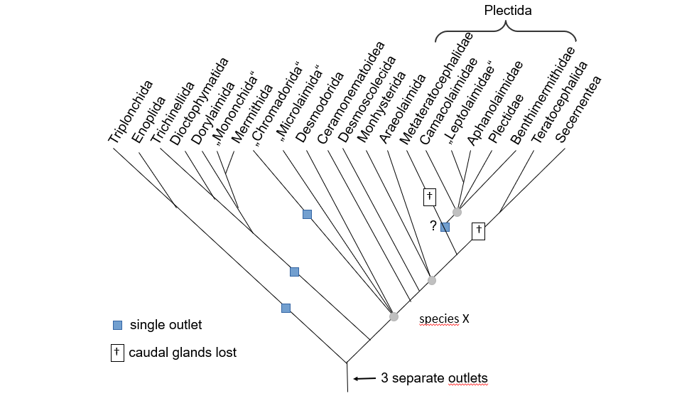 Figure 4: Phylogenetic diagram of Nematoda compiled from data in [5,9,10,16,17,81]. Paraphyletic taxa after Ahmed, et al. [17] in parentheses. The greyish circles mark points not resolved into dichotomies so far. Following our hypothesis that the stem species had three caudal glands with separate outlets, the lineages are marked where the three outlets must have joined to a single one and where caudal glands were completely reduced.