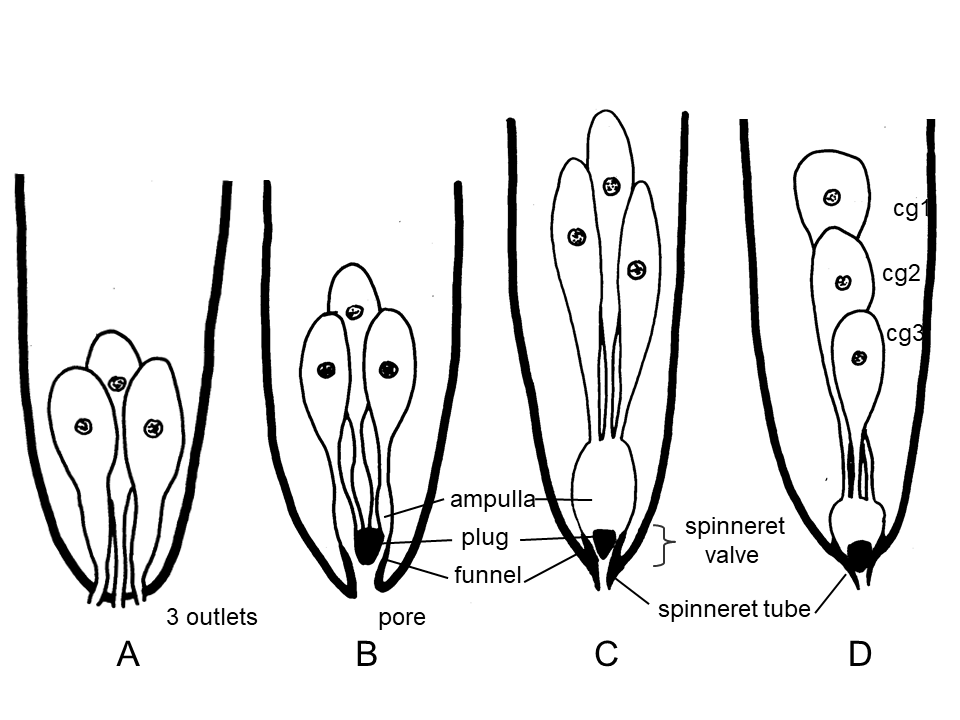 Figure 6: Different characteristics of the caudal glands complex and terminology. A) Beginning with three separate openings; B) in a second step with a common pore and a valve represented by a cuticularised plug in a funnel, each gland with an ampulla; C) the separate ampullae are joined to a common ampulla and the simple pore is developed to a cuticular spinneret tube; gland cells in tandem, numbered from anterior to posterior; A-B) gland cells grouped.