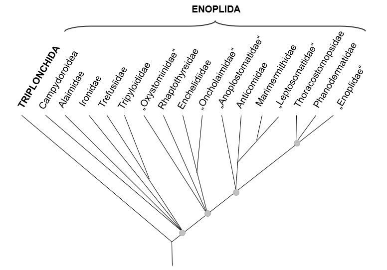 Figure 9: Phylogenetic diagram of Enoplida appraising the data in [11,13,17]. Paraphyletic taxa after Ahmed, et al. [17] in parentheses. The greyish circles mark points not resolved into dichotomies so far.