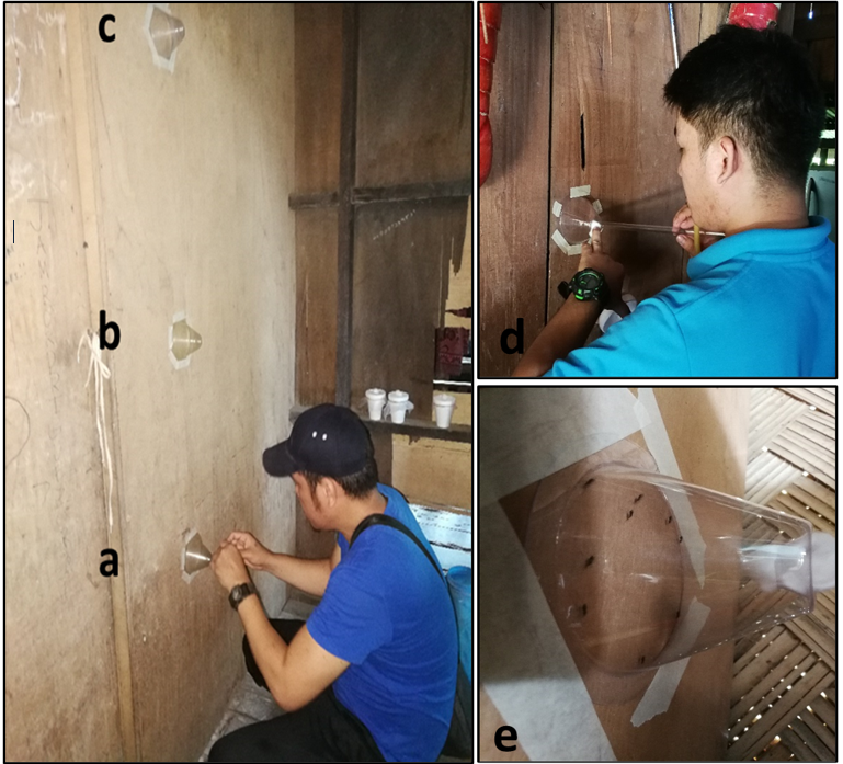 Figure 2: The WHO biological efficacy test. The WHO cones were affixed at different levels of the sprayed wall surfaces at (a) 2 ft, (b) 4 ft, and (c) 6 ft. Anopheles flavirostris wild-caught females were released to the WHO Cones (d) and exposed for 30 minutes (e).