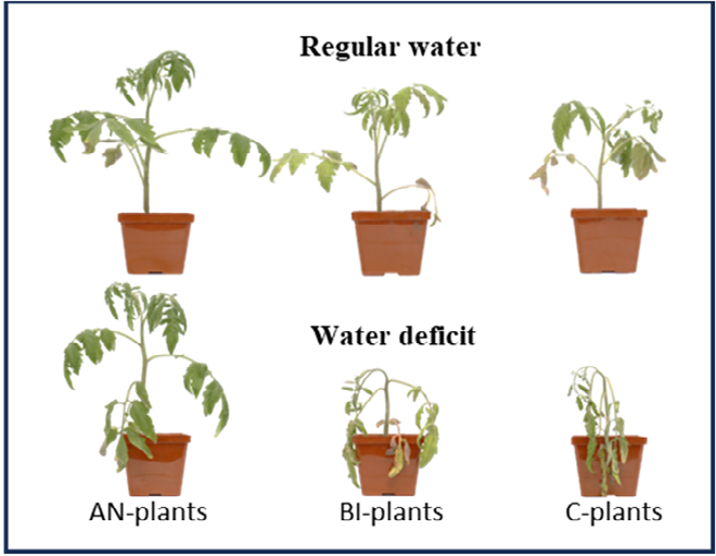 Figure 1: Visual differences in tomato (_Solanum_ _lycopersicum_ ‘Scotia’) plants (n = 9) growth under regular water and water-deficit stress as influenced by soil residual compost. AN-, BI- and C-plants denote plants grown in soils with residual compost effect from the previous five years of treatment with annual, biennial and control (no compost) application, respectively.