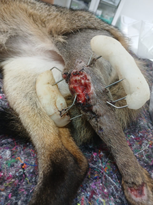Figure 1: Wound aspect when started the use of the calcium and silver alginate dressing.