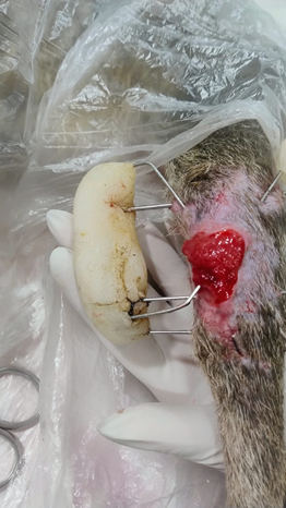 Figure 4: Wound aspect at 19th day of treatment.