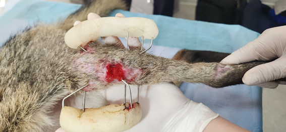 Figure 5: Wound aspect at 28th day of treatment.
