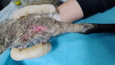 Figure 7: Final aspect of the wound at 50th day of treatment.