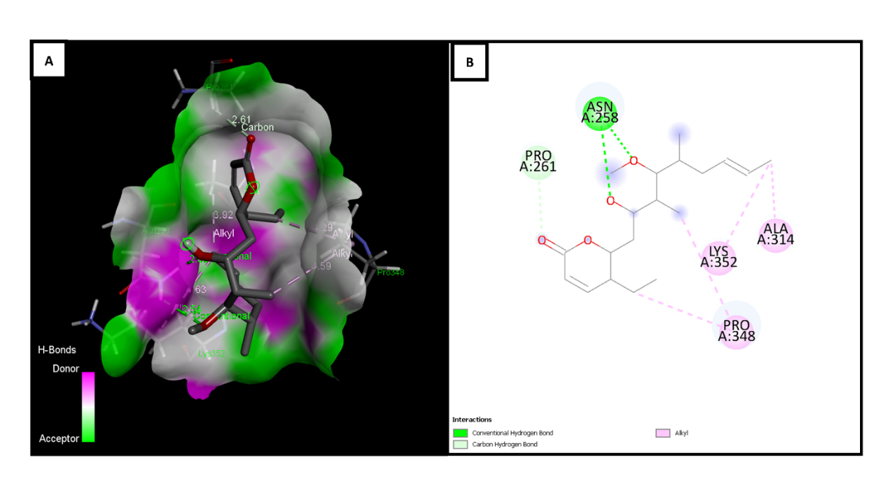 Figure 2: Molecular docking _versus_ tubulin (PDB: 1TUB) and pironetin. (A) 3D representation of the complex, visualizing the interactions of pironetin with tubulin residues. Conventional hydrogen bonding (green), carbon bonds (light green), and Pi- alkyl interactions (light purple) are highlighted. (B) 2D diagram of the interactions, showing key tubulin residues (Asn258, Pro261, Lys352, Ala314, Pro348) and their interactions with pironetin, where conventional hydrogen bonds are represented in green and Pi-alkyl interactions in light purple.