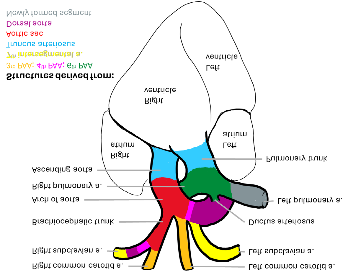 Figure 1: Schematic view of normal late fetal heart. Coloration indicates embryological origin. PAA - pharyngeal arch artery.