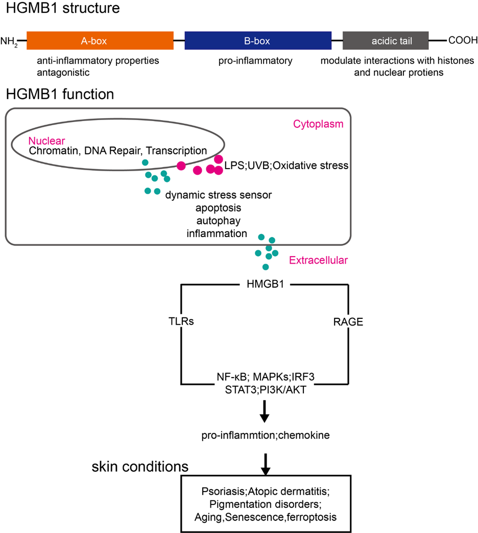Figure 1: Schematic overview of HMGB1 structure, compartment-specific functions, and relevance in inflammatory skin diseases. HMGB1 consists of three domains: the anti-inflammatory A-box, the pro-inflammatory B-box, and an acidic tail involved in chromatin interactions. In response to stressors (e.g., LPS, UVB, oxidative stimuli), HMGB1 translocates from the nucleus (chromatin regulation) to the cytoplasm (autophagy, inflammation), and ultimately to the extracellular space. There, it activates pattern recognition receptors (TLRs, RAGE), triggering inflammatory pathways (NF-κB, MAPKs, IRF3, STAT3, PI3K/AKT) implicated in skin conditions such as psoriasis, atopic dermatitis, pigmentation disorders, aging, senescence, and ferroptosis.