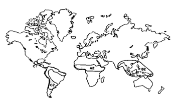 Figure 7: Spreading of the survivors of Atlantis after the flood.