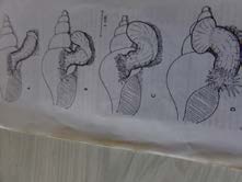 Figure 1: Life of mollusk and relationship.