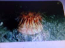 Figure 2: _Stomphia coccinea_ and _Stomphia didemon_.