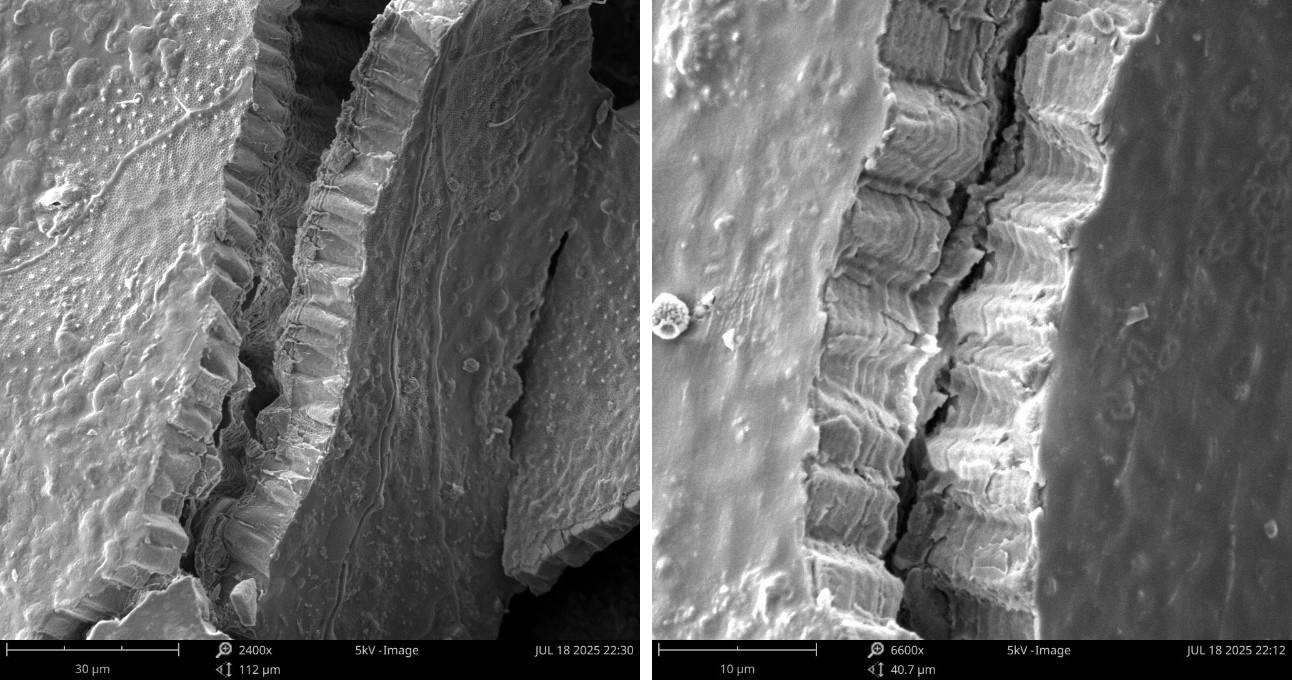 Figure 1: Scanning electron microscope (SEM) images of Pteria sp. (winged oyster) demonstrated the intricateness of the calcium carbonate crystal platelets held together by an organic matrix consisting of various molecules, including proteins, at 30 microns (A) and 10 microns (B).
