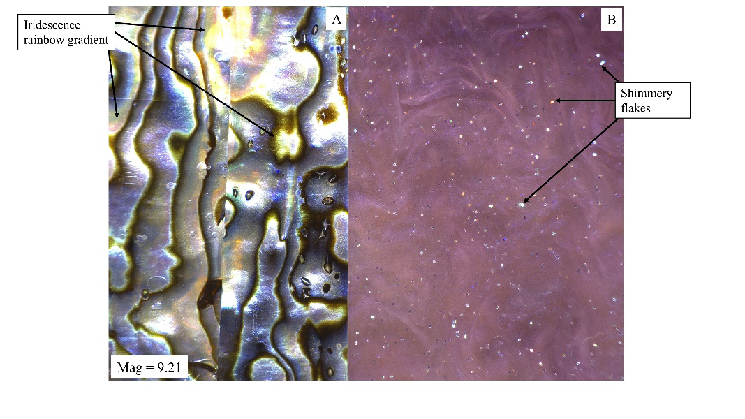 Figure 3: Video Spectral Comparator (VSC) image taken with a polarized filter of a crafted nacre sample (composite of natural nacre scales with glue) (A) that observed iridescence present compared to an artificial imitation sample of nacre (acrylic blank craft sheet) (B) that lacked iridescence and instead contained shimmery flakes.
