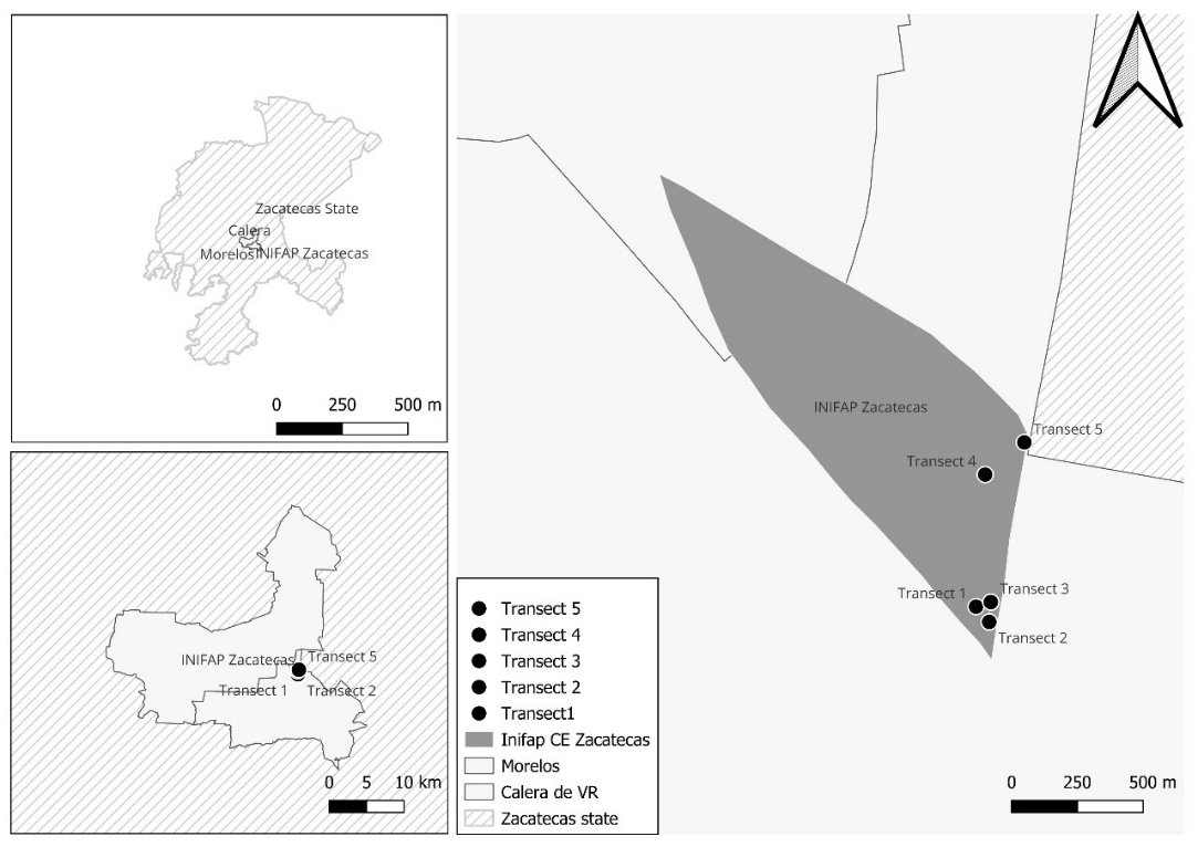 Figure 1: Study area and location of transects where great horned owl pellets were collected.