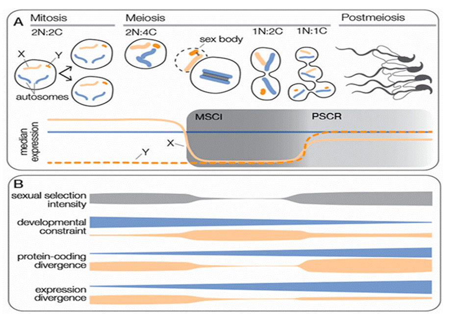 Figure 1: Trajectories of various variables during Mitosis and Meiosis highlighting sex-based gene expression [10].