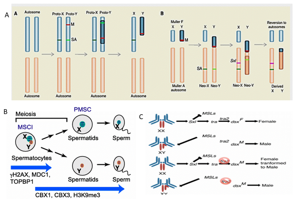 Figure 2: Summary of Chromosomal, Cellular and Genetic mechanisms leading to sexual differentiation.