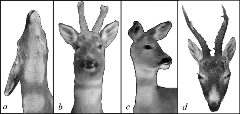 Figure 1: Colouration of the throat and head of roe deer from the Carpathians (a), the Dniester River delta (b), the Dnieper River delta (c) and the Crimean Mountains (e).