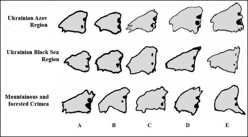 Figure 3: Variability in the shape of the lacrimal bone scales in European roe deer from southern Ukraine.