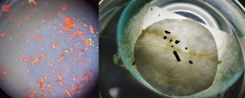 Figure 1: On the left EVA micro fragments stained with Nile red and excited with UV. On the right, a long green fiber of polypropylene between fragments of charcoal.