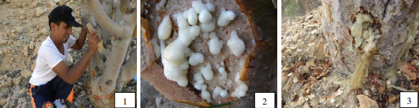 Figure 6: Adaptation Boswellia sacra to different orographic Edaphic factors.