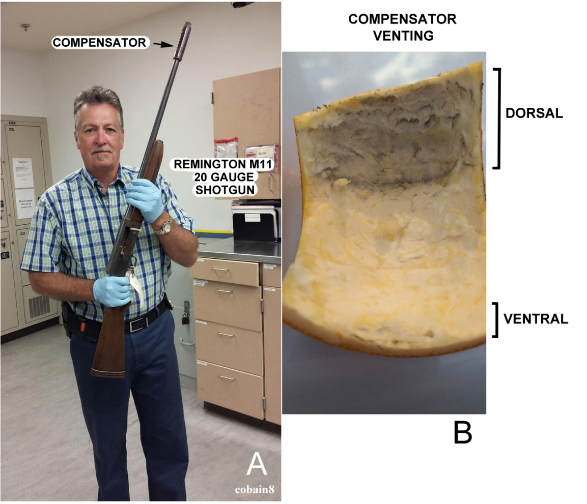 Figure 3: A. Seattle Police Department Detective Ciesynski holding Cobain’s Remington M11 shotgun; the compensator on the shotgun’s muzzle directs a portion of the propellant gases upward, thus stabilizing the barrel horizontally for a quicker acquisition of the target after discharge [20]. Image from the SPD’s 2016 release. B. Orange peel held over the dorsal and ventral Cutts compensator on the test Remington M11 20-gauge shotgun showing soot and singeing by the discharge gas; this documents the venting of the discharge gas through the dorsal compensator ports and a much smaller amount through the ventral ports. The test shotgun compensator is the same design as the one on Cobain’s shotgun. Test performed and image provided by author MG.