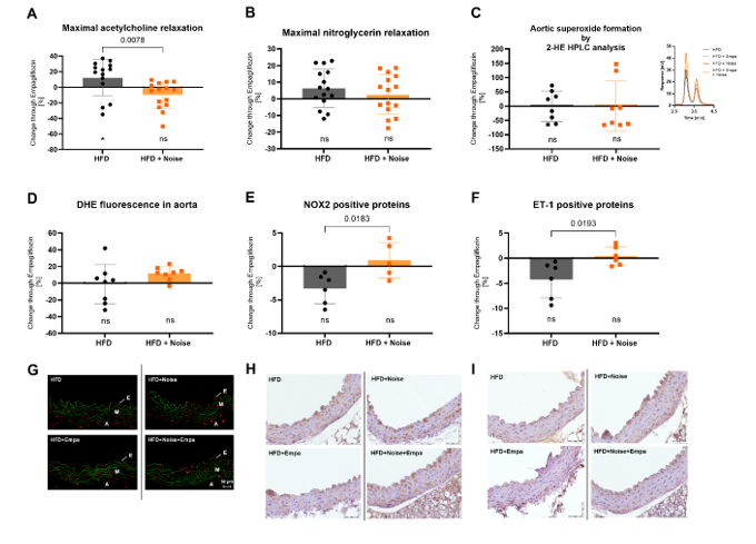 Figure 5: The effects of empagliflozin treatment on vascular function and oxidative stress. (A, B) Endothelium-dependent (acetylcholine) (A) and endothelium-independent (nitroglycerine) (B) relaxation of the aorta was measured using the isometric tension method. (C) Aortic superoxide formation measured by 2-HE HPLC analysis, including representative chromatogram. (D) Aortic ROS levels were analyzed with DHE staining. The respective representative pictures (scale bar 50µm) are shown in (G). (E, F) The levels of NOX2 (E) and ET-1 (F) expression were determined by immunohistochemical analysis of aortic paraffin sections. The respective representative pictures (magnification 40x) are shown in (H, I). (A, B, D-F) Each data point represents the change (in %) caused by empagliflozin in an individual animal [A, B (n = 16), D-F (n = 5-8)]. (C) A pair of data points represents the change (in %) caused by empagliflozin in a sample pooled from four animals [G (n = 4)]. For statistical analysis, we used two-way ANOVA, and p < 0.05 were considered significant (*p < 0.05).
