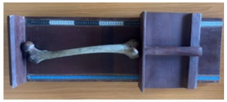 Figure 1: Measurement of maximum length of femur.
