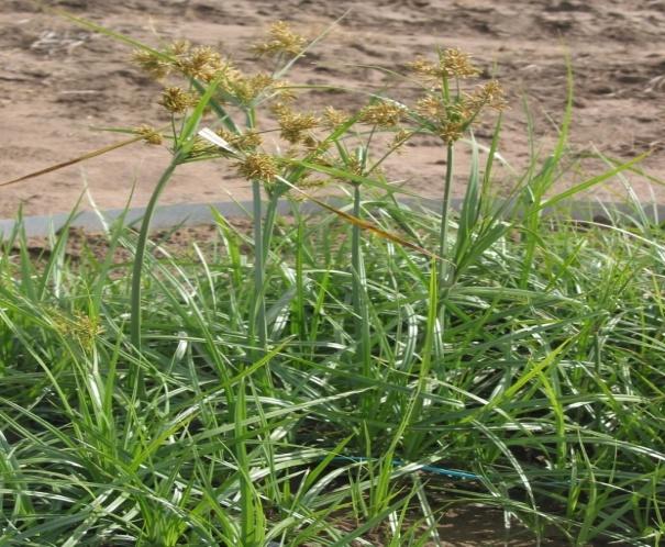 Figure 1: _Cyperus esculentus_ L (Photo Credit: Clint Shock, Malheur Agricultural Experiment Station)