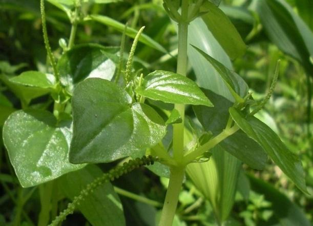 Figure 2: _Peperomia_ _pellucida_ (Photo Credit: SurajitKoley@hooghly)