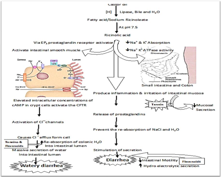 Figure 5: Schematic representation of mechanism of action of herbal combination on diarrhoea.