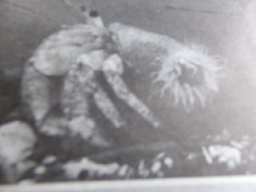 Figure 7: Symbiosis between sea anemone and sponge.