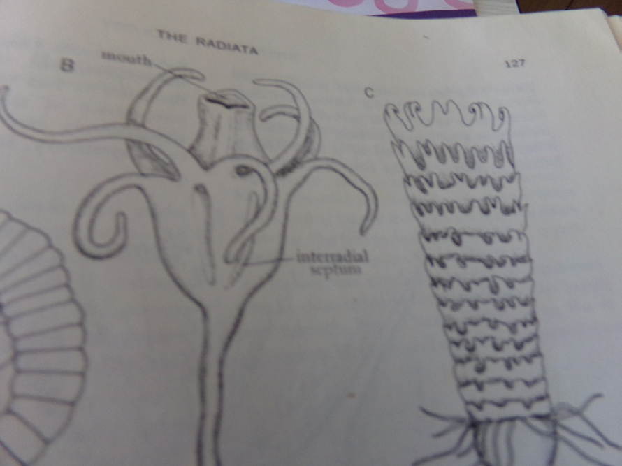 Figure 8: Young ephyrae grow rapidly and it transformed in a young medusa.