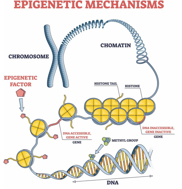 Figure 1: Epigenetic mechanisms.