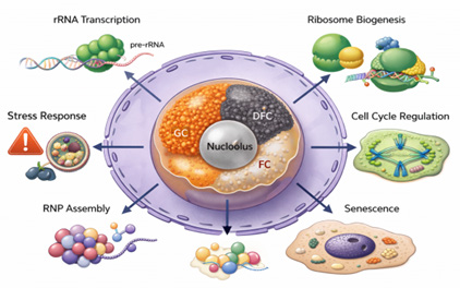 Figure 1: Detailed structure of eukaryotic nucleolus.